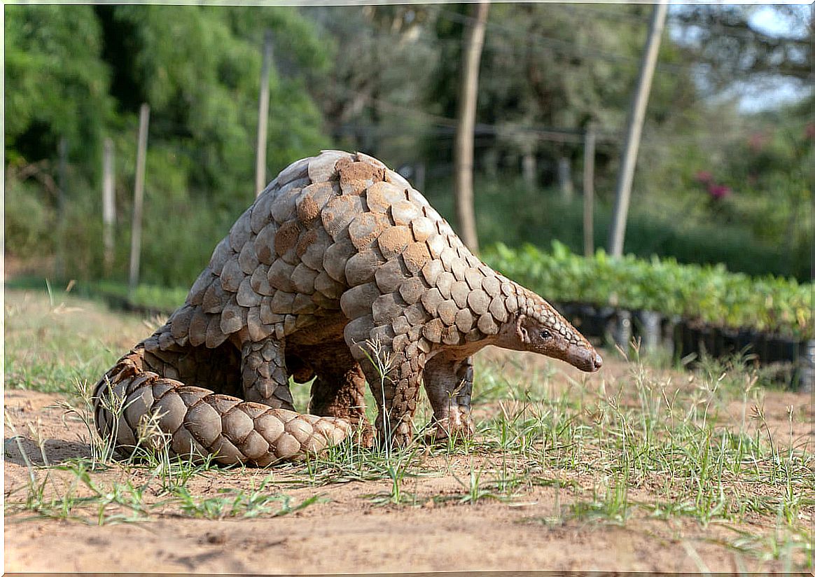 The pangolin is critically endangered.