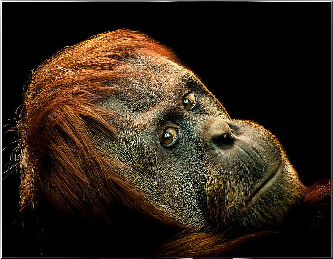 The pygmy orangutan is another critically endangered animal.