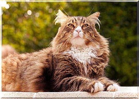 The 5 largest cat breeds