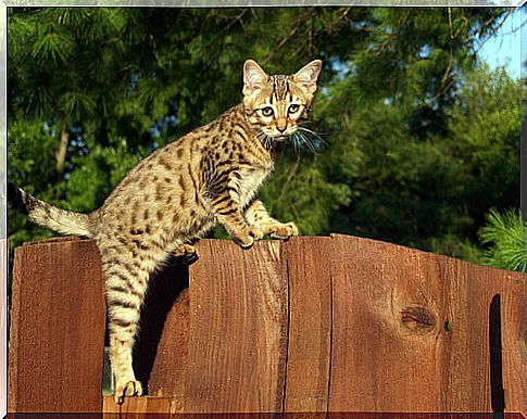 Savannah cat: behavior