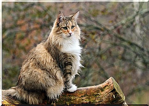 Norwegian Forest