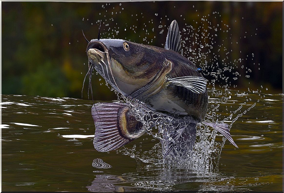 A giant catfish jumps out of the water.