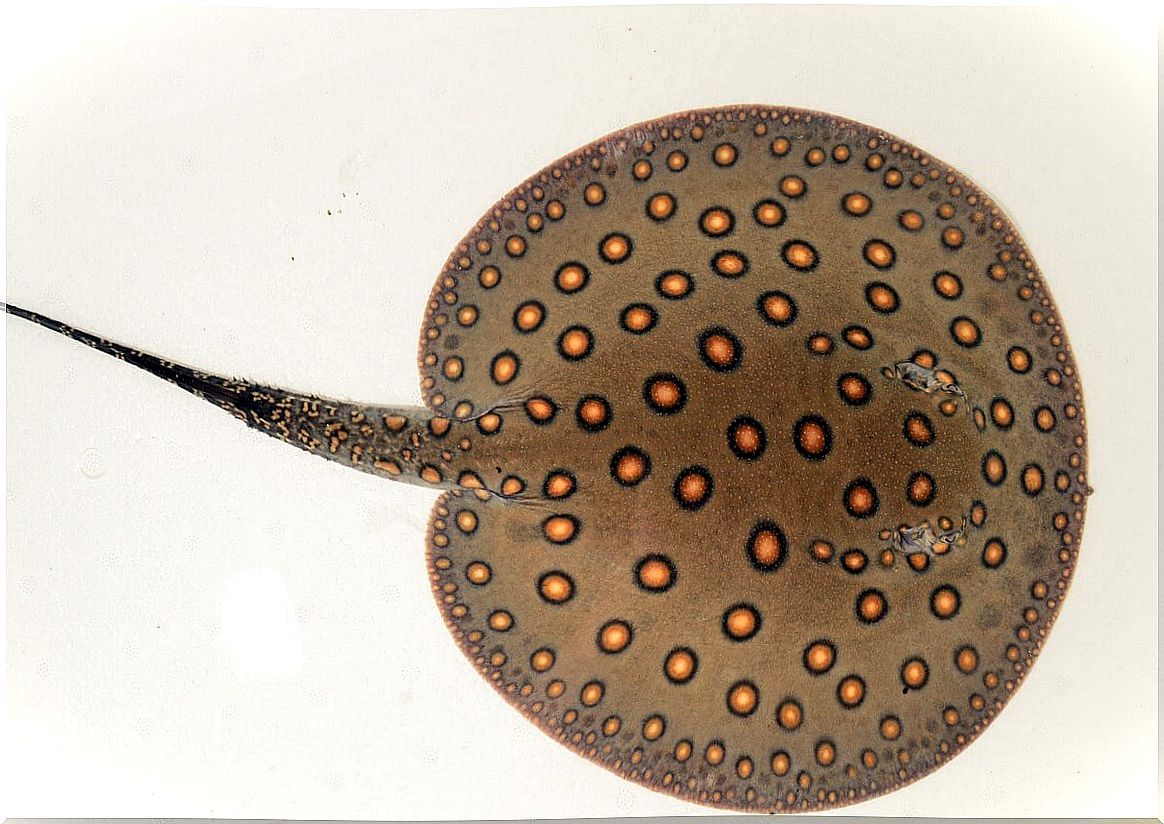 A giant freshwater stingray.