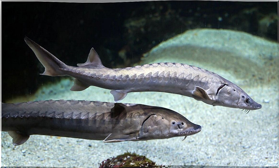 Sturgeons are one of the largest fish in the world.