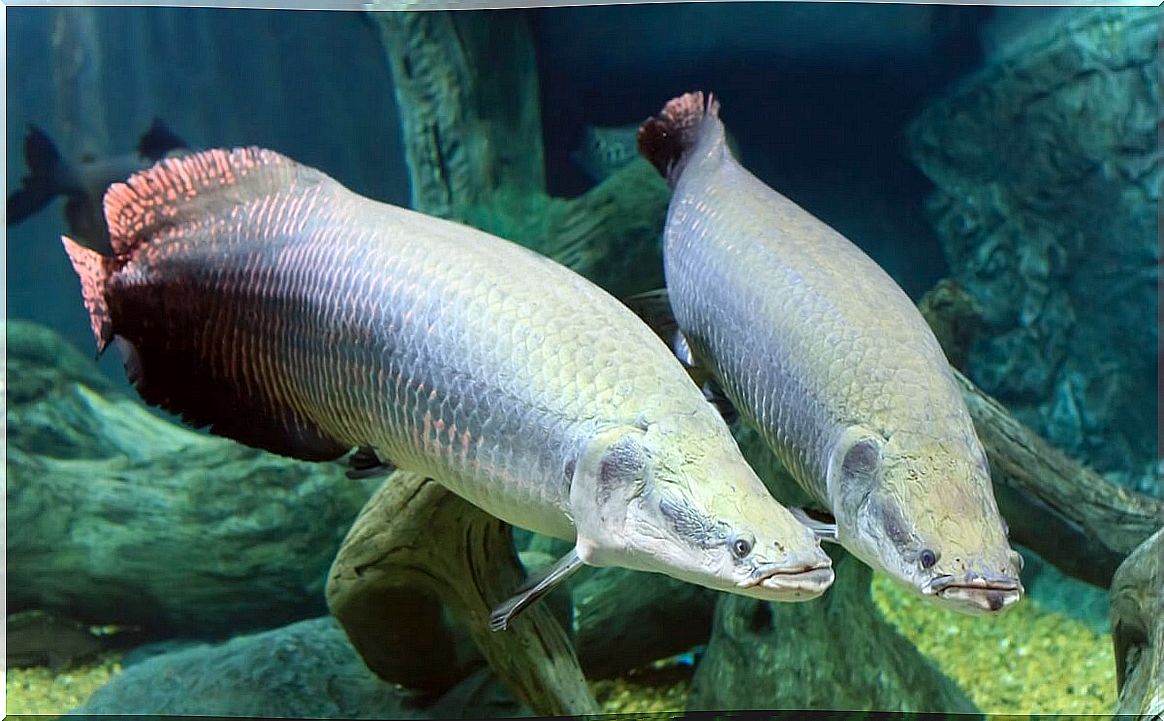 An Arapaima gigas in an aquarium.