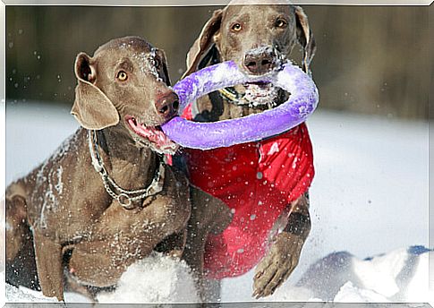 Toys that dogs like the most: disco