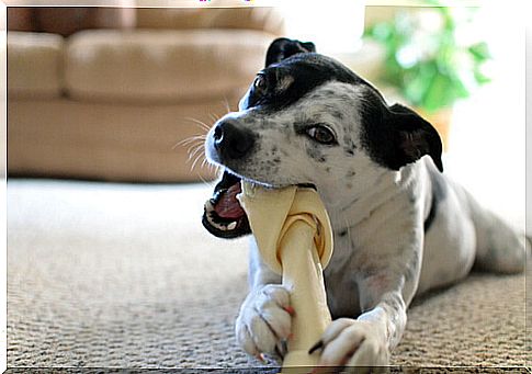 Toys that dogs like the most: bone