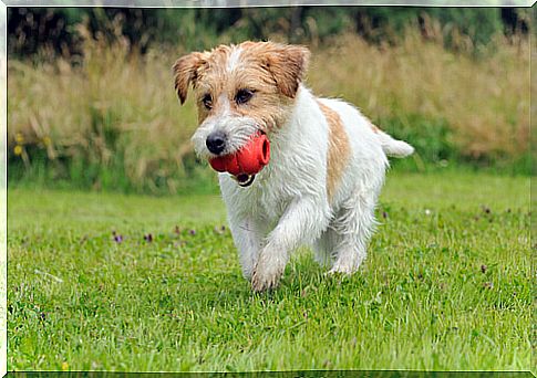 Toys that dogs like the most: Kong