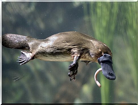 Platypus: characteristics