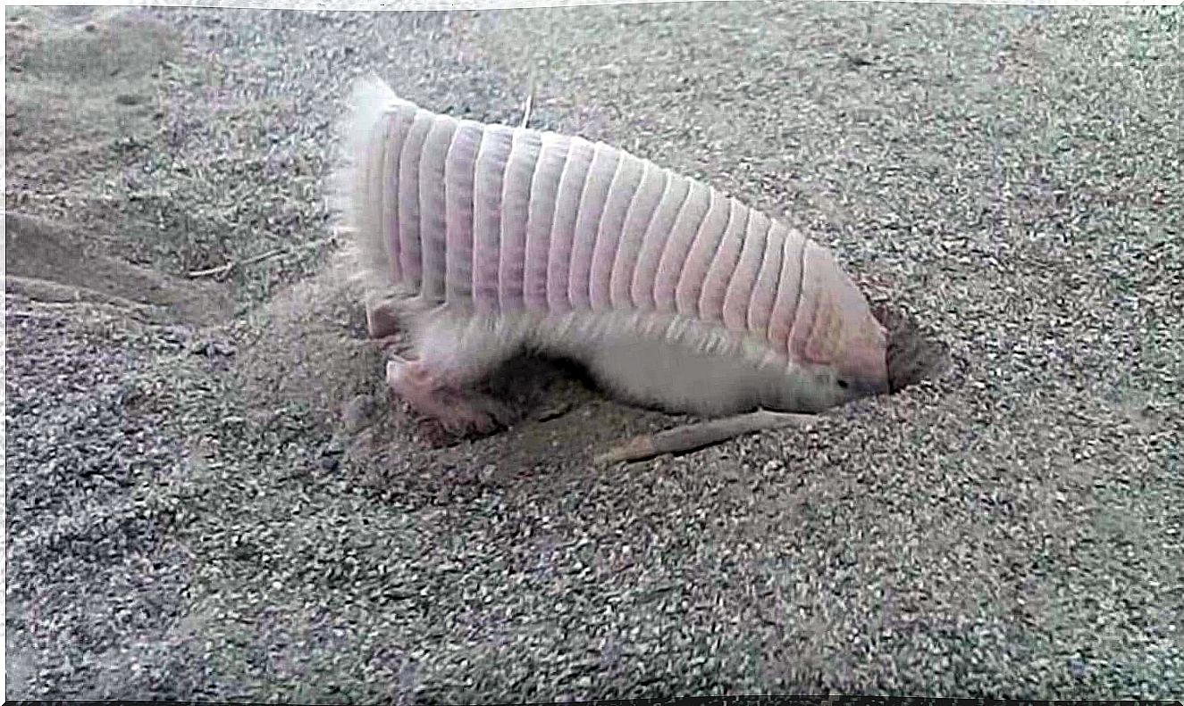 Armadillo rosado: información