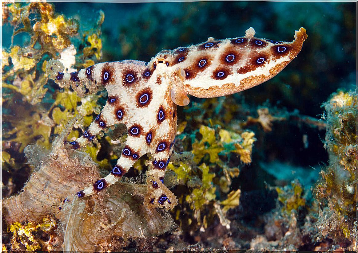 The blue ringed octopus is one of the most dangerous animals in Australia.