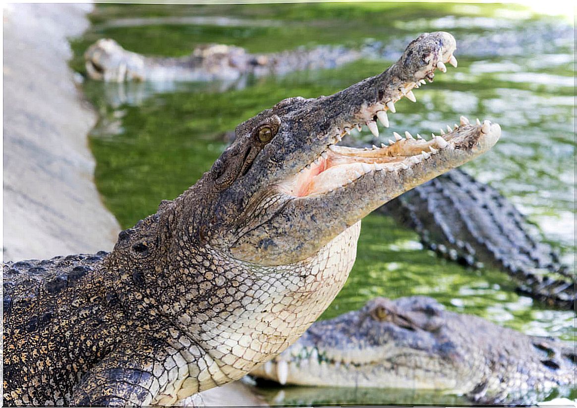 The saltwater crocodile is one of the most dangerous.