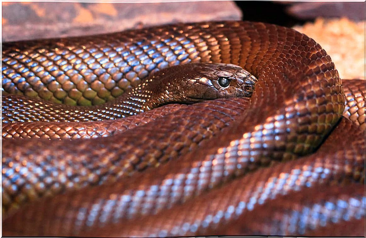 An inland taipan in a cave, the most poisonous snake in the world.