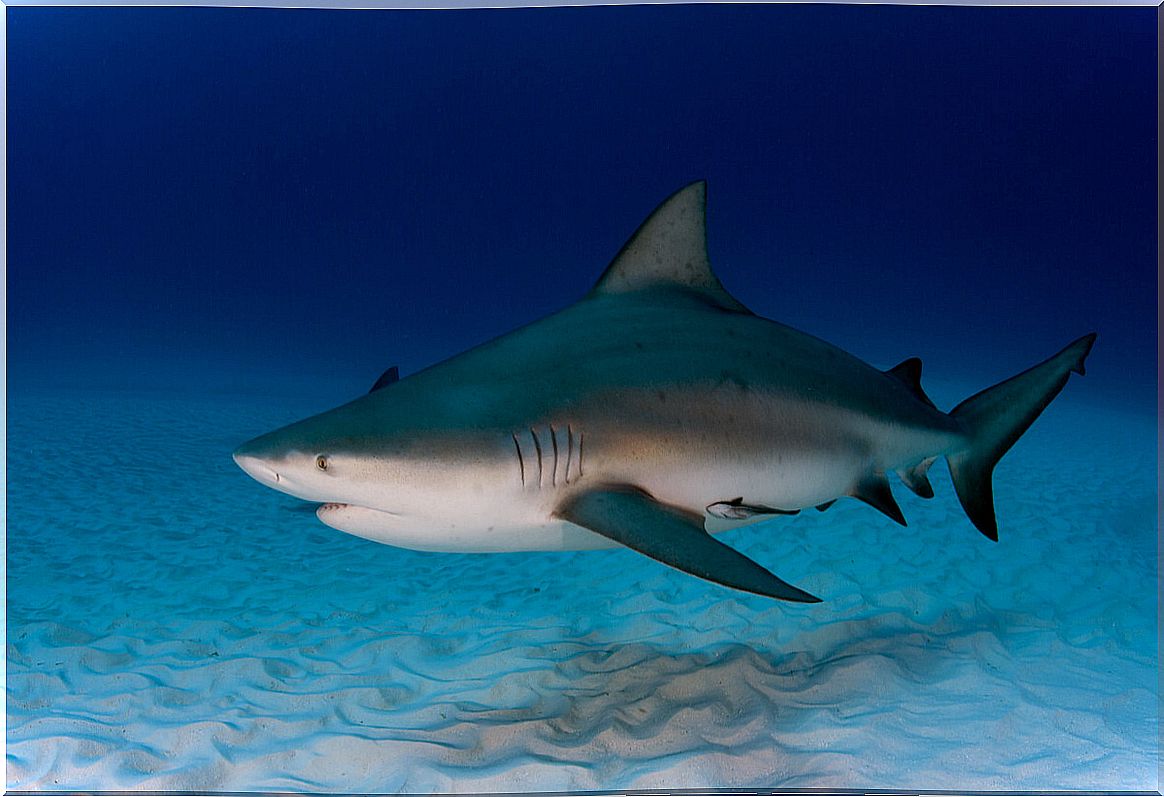 The bull shark is one of the most dangerous animals in Australia.