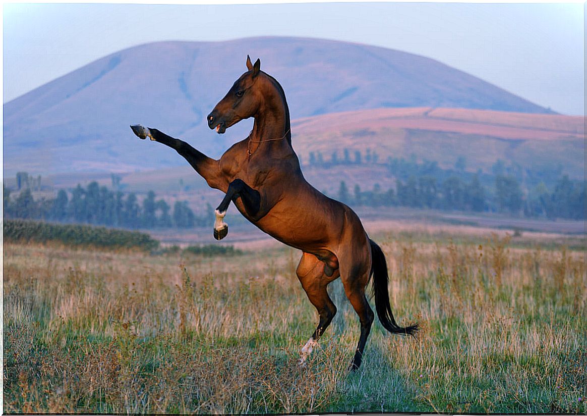 Horse breeds are varied, but all beautiful in their own way.