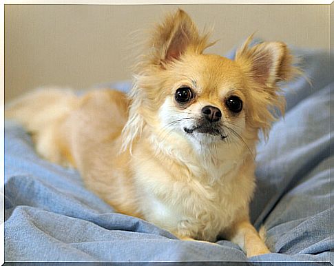 Small dog in bed