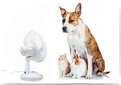 The air conditioner and your pet