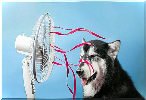 Air conditioning for dogs