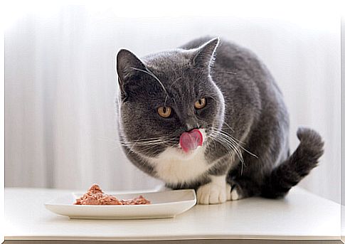 The balanced diet for cats