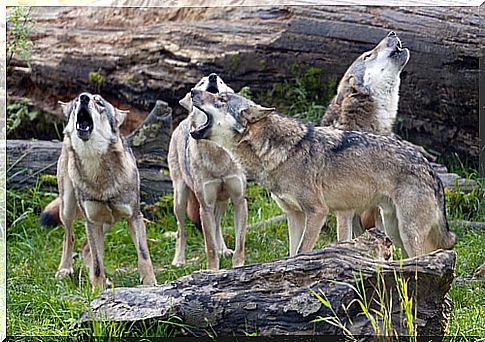 The behavior of a pack of wolves