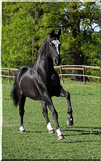 Warmblood breed