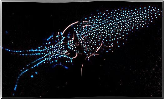 The bioluminescent squid, an example of symbiosis