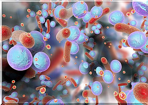 Biofilm of bacteria resistant to antibiotics.