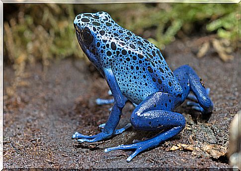 Blue Arrow Frog or Dendrobates azureus