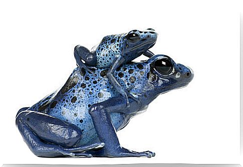 Blue frog carrying its young on its back. 