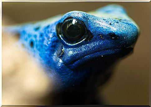 Blue poison dart frog close up.