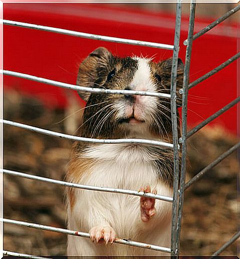 The cage of a guinea pig