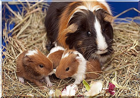 Guinea pigs