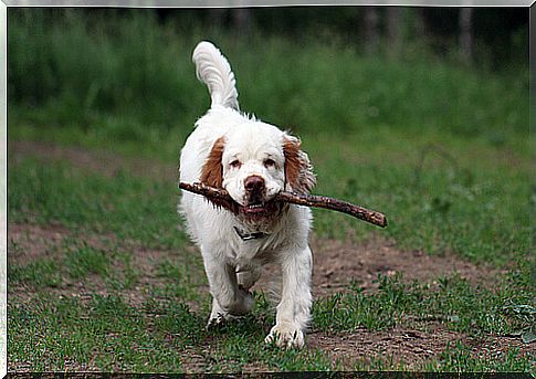 The clumber spaniel: lazy look and funny soul