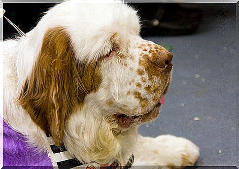 Perro clumber spaniel