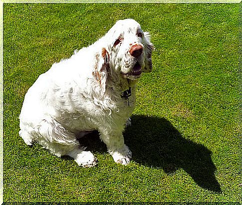 Perro clumber spaniel sentado