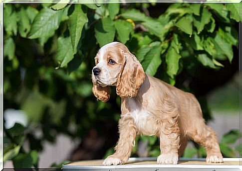 Cocker Spaniel Americano, un amigo fiel