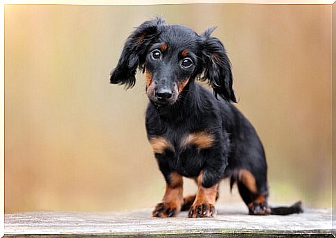 The Dachshund, also known as the sausage dog