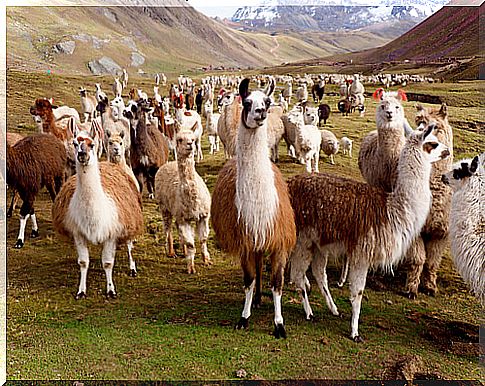 The differences between llamas and alpacas