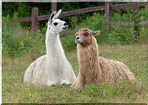 Llama vs alpaca