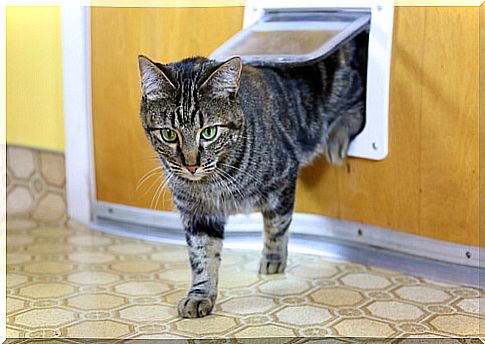 The different types of cat doors and how to choose