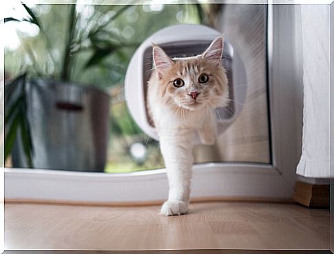 Classification of cat doors