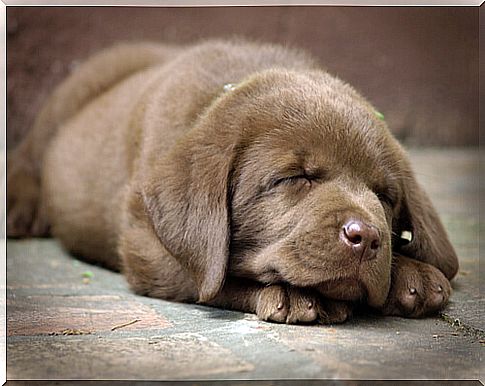 sleeping puppy