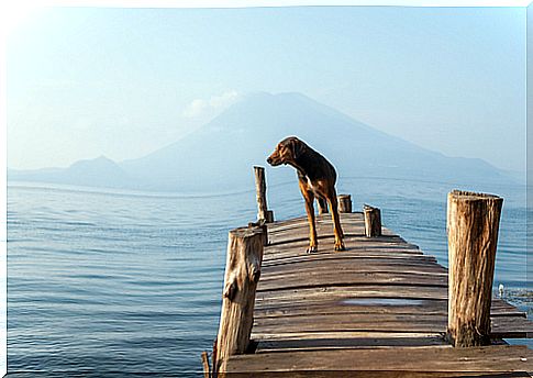 dog in the lake