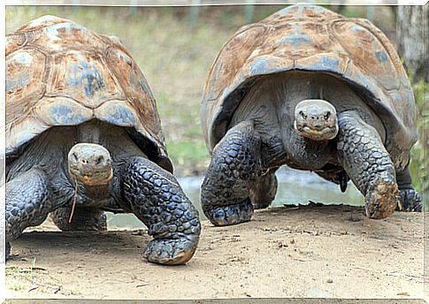 The fauna of the Galapagos Islands