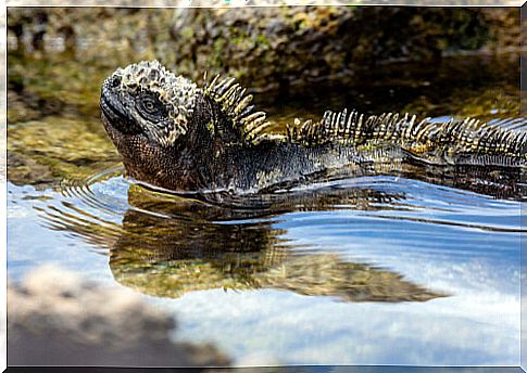 Galapagos Marine Iguana