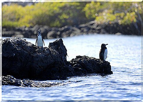 Galapagos Penguin