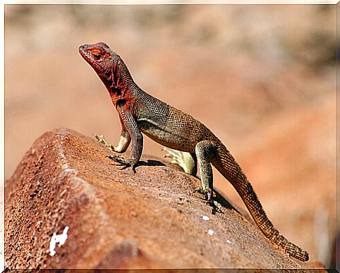 Galapagos lava lizards