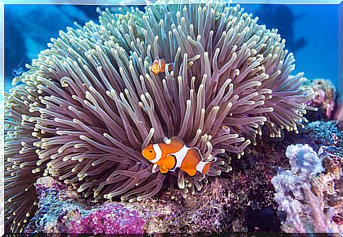 Sea anemone and clownfish