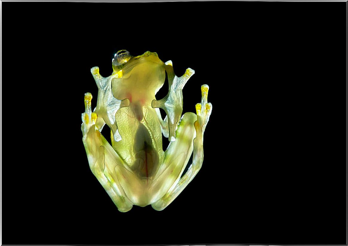 The incredible morphology of glass frogs