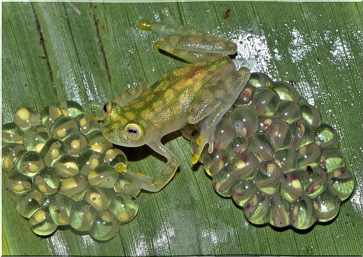 A glass frog with its eggs.